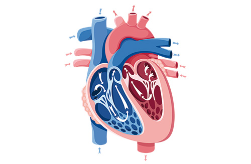 Erkrankungen der Trikuspidalklappe sind meist die Folge anderer Herzerkrankungen